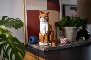 Chat orange