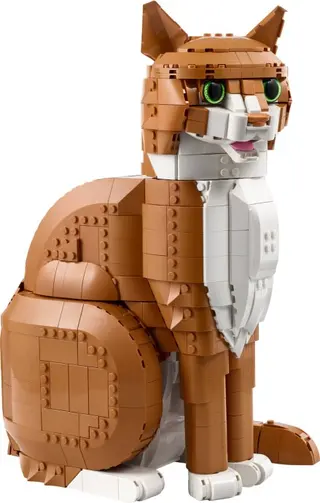 Chat orange