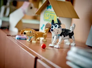 Schattige honden