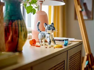 Verspielte Katze