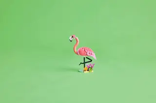 Flamant rose