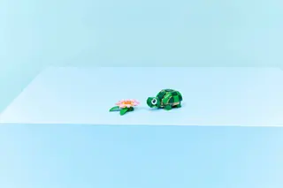 Schildkröte mit einer Seerose