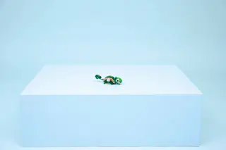 Schildkröte mit einer Seerose