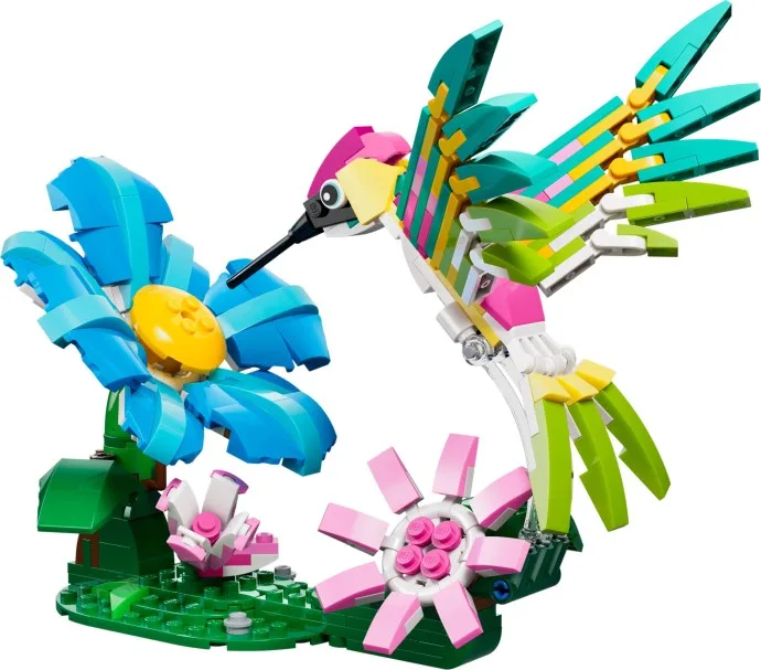 Colibri coloré