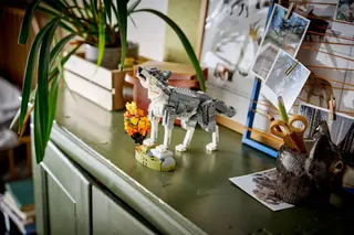 Waldtiere: Grauwolf