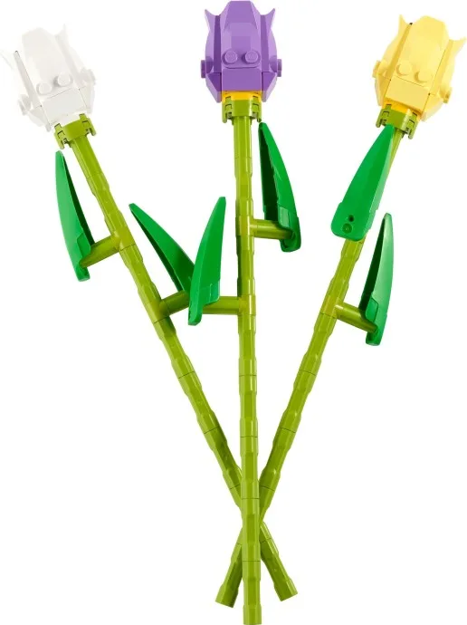 Tulpen