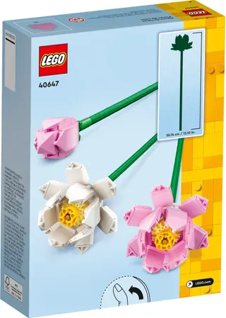 Lotusblumen
