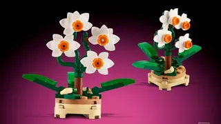 Micro-orchidee