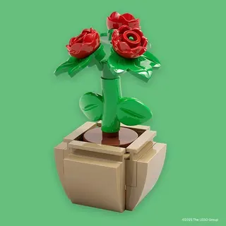 Muttertagsblume M&T