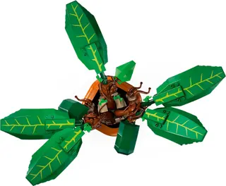 Mandragora