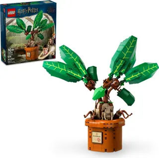 Mandragora