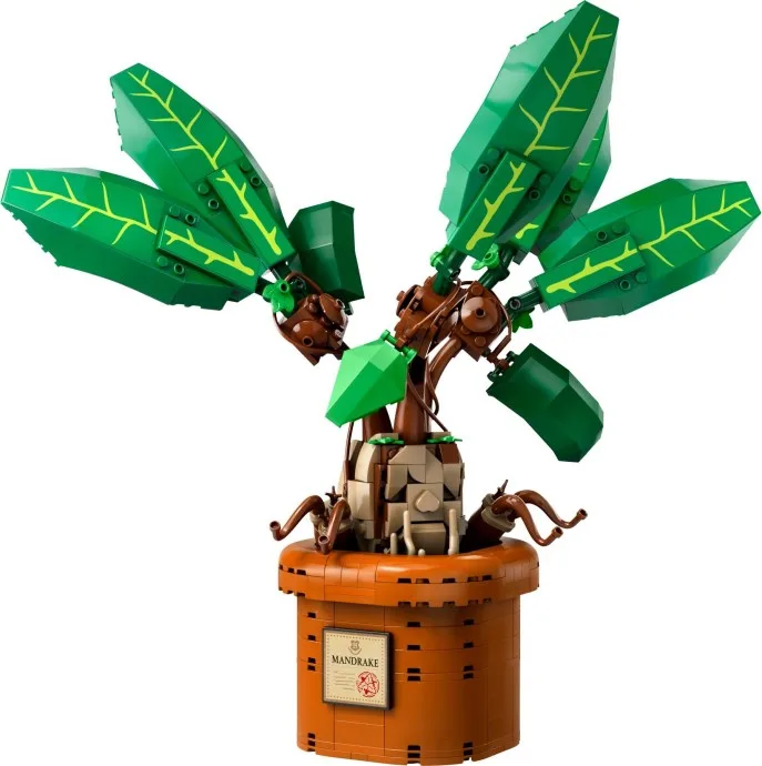 Mandragora