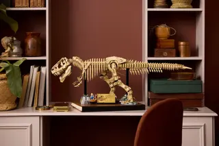 Fossiles de dinosaures : Tyrannosaurus rex
