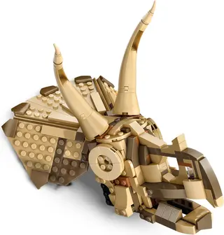 Dinosaurierfossilien: Triceratops-Schädel