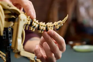 Fossiles de dinosaures : Tricératops