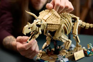 Fossiles de dinosaures : Tricératops