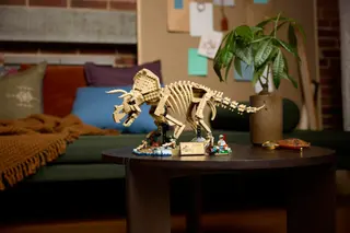 Fossiles de dinosaures : Tricératops