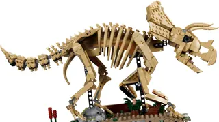 Fossiles de dinosaures : Tricératops