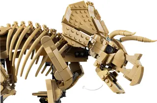 Fossiles de dinosaures : Tricératops