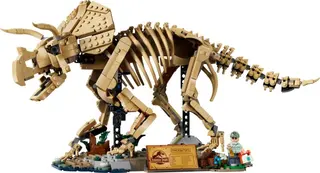 Fossiles de dinosaures : Tricératops