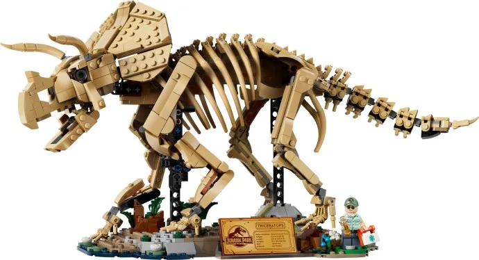 Fossiles de dinosaures : Tricératops