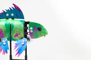 Peau de koi éclaboussée